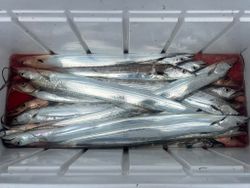 Fish of the day!